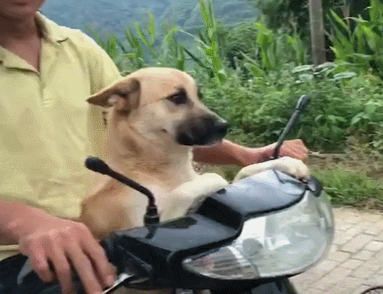 狗狗忠诚排行榜：这几种狗狗，给它一口吃的，就能为你卖命