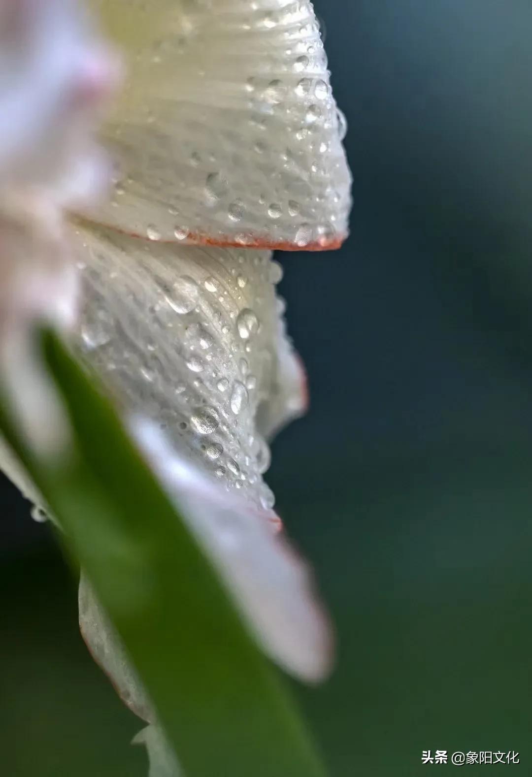 诗词/摄影欣赏：《国粹》《朱顶红》《待到山花烂漫时》「281」