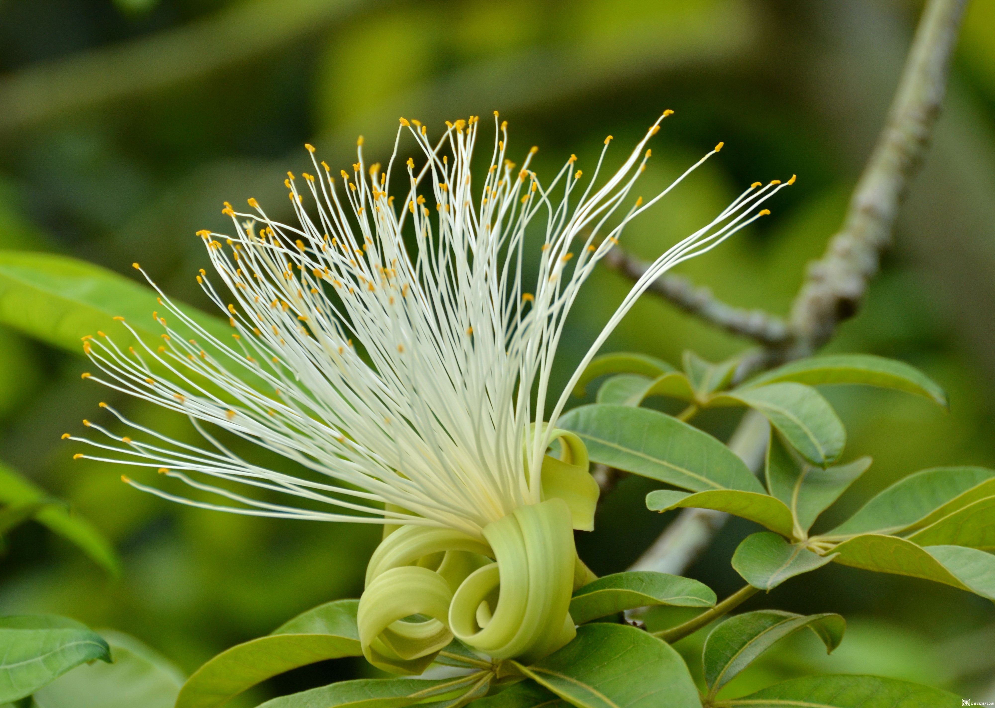 养花的老人说 5种 吉利花 轻易不开花 开花寓意吉祥到 天天看点