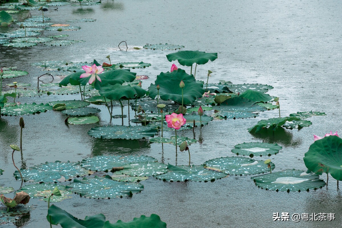 春雨如丝润物无声，轻抚柳岸桃红，悄然织就江南烟雨画卷