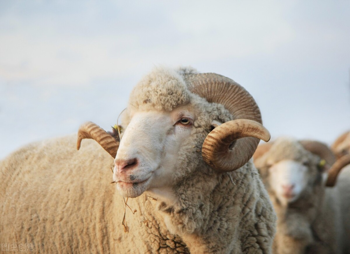 今日兰州羊价多少「兰州今日猪肉价」