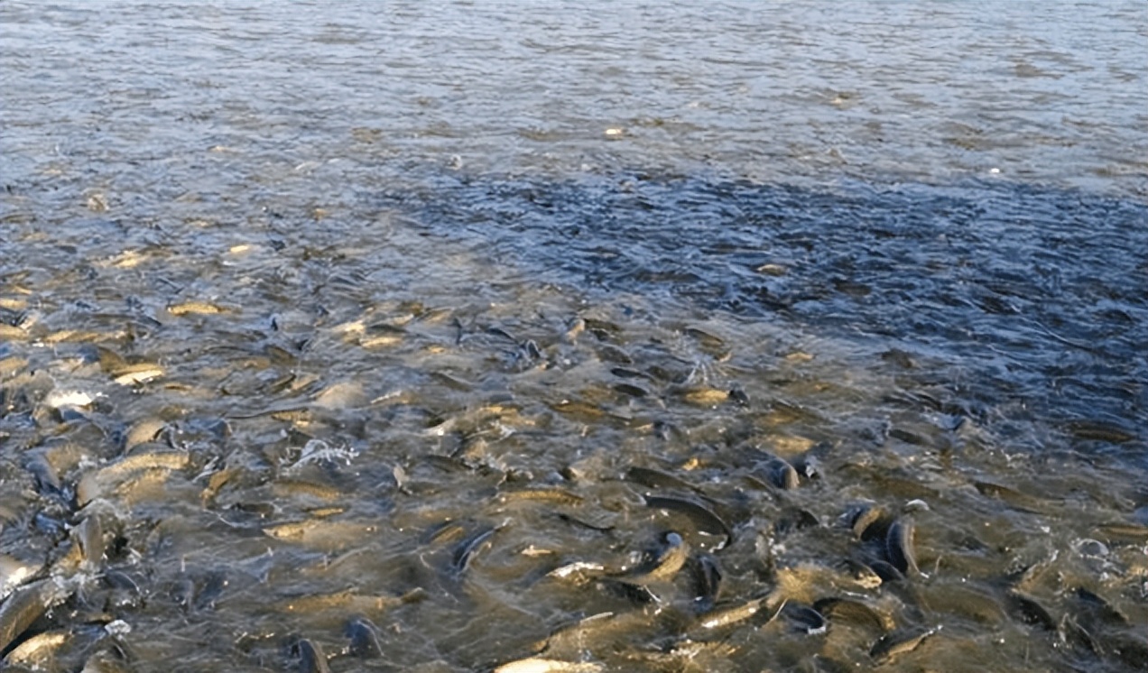 水库养鱼肥水用什么最好?