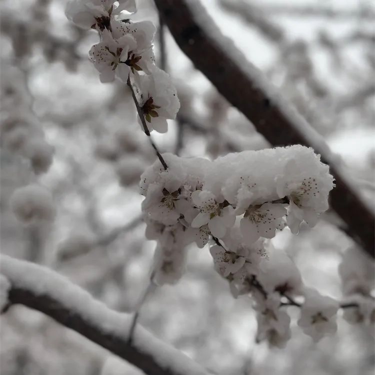 当春花遇上春雪，看京城别样的诗意与浪漫~