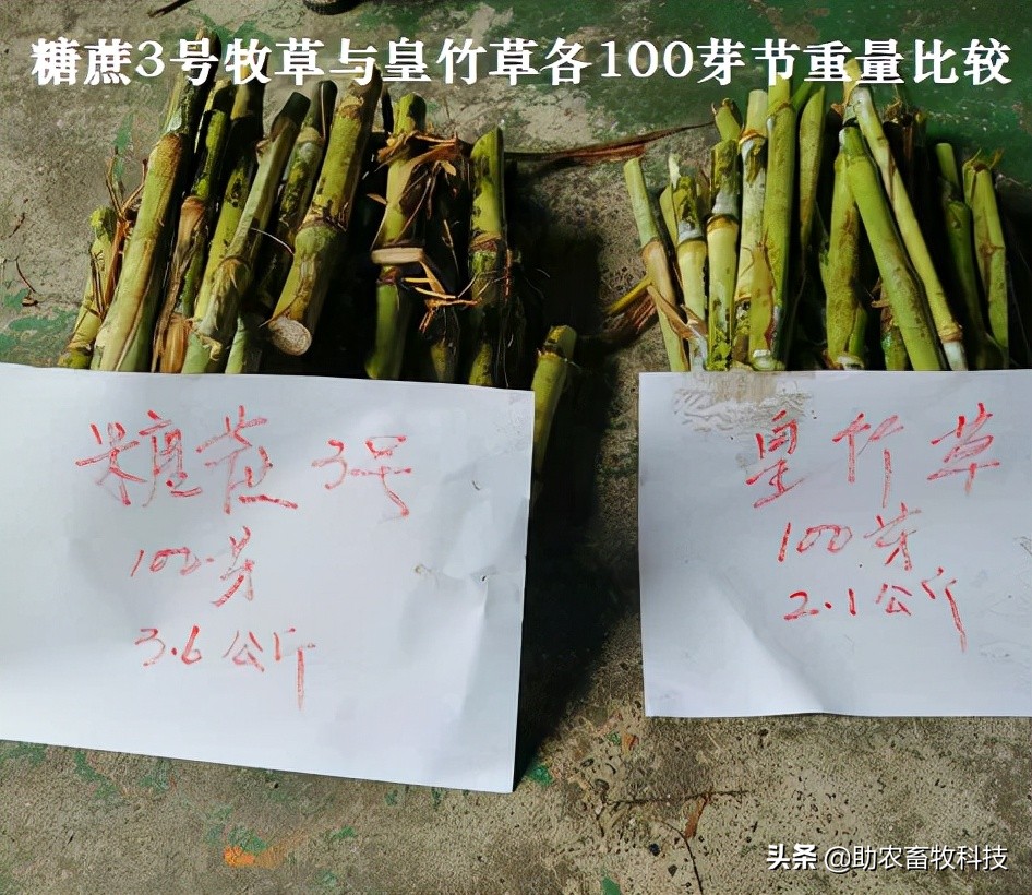 皇竹草、甜象草、糖蔗3号牧草亩产可超30吨，我国北方能种植吗？