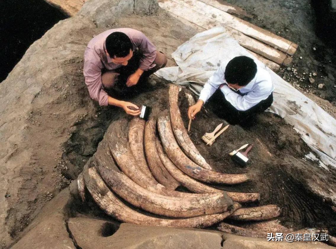 到底什么來頭（三星堆人到底什么來頭，為何商朝一亡就埋掉所有國寶？考古新解讀）