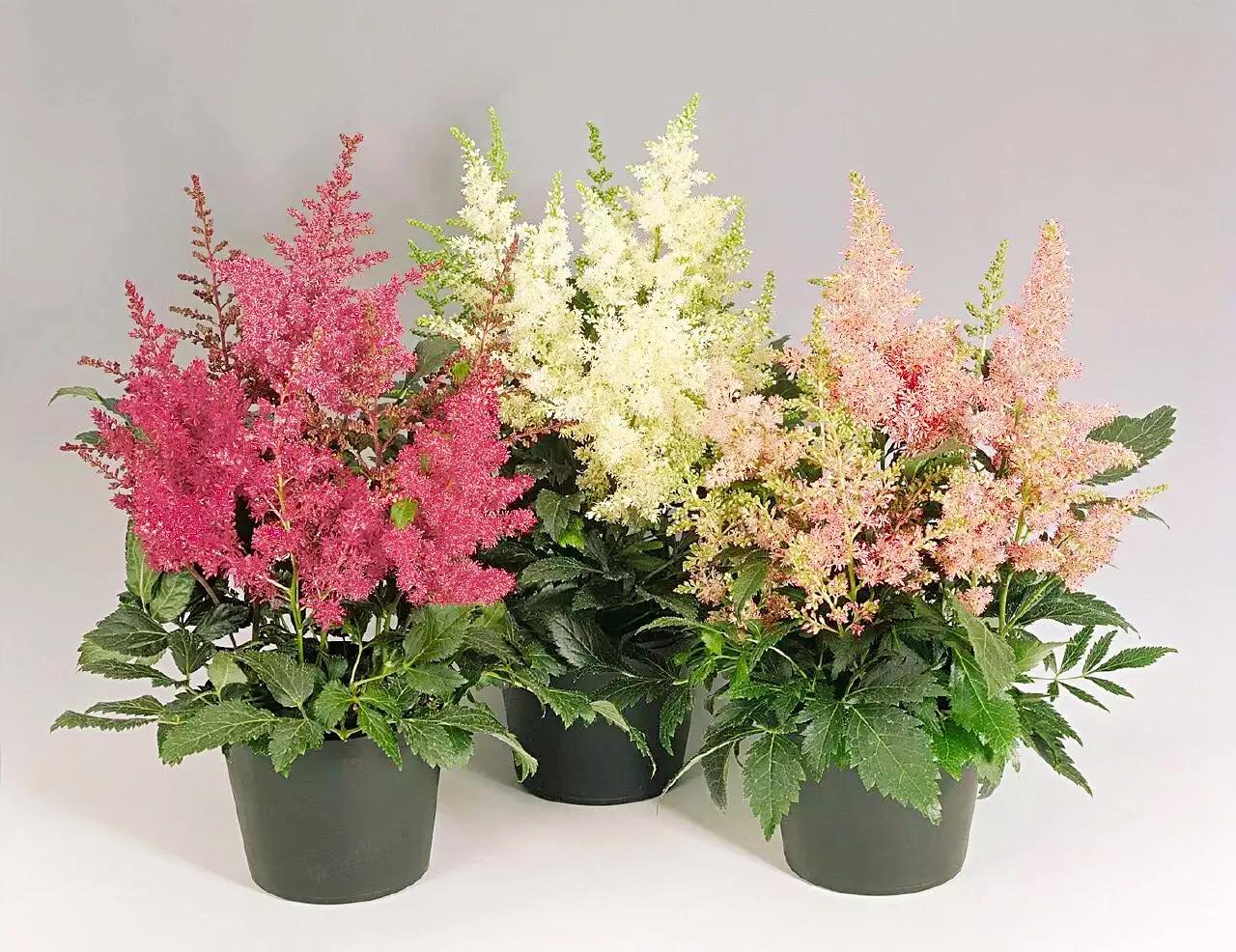 落新妇～植株秀丽,叶色翠绿,花色绚丽,且有一种梦幻朦胧的美