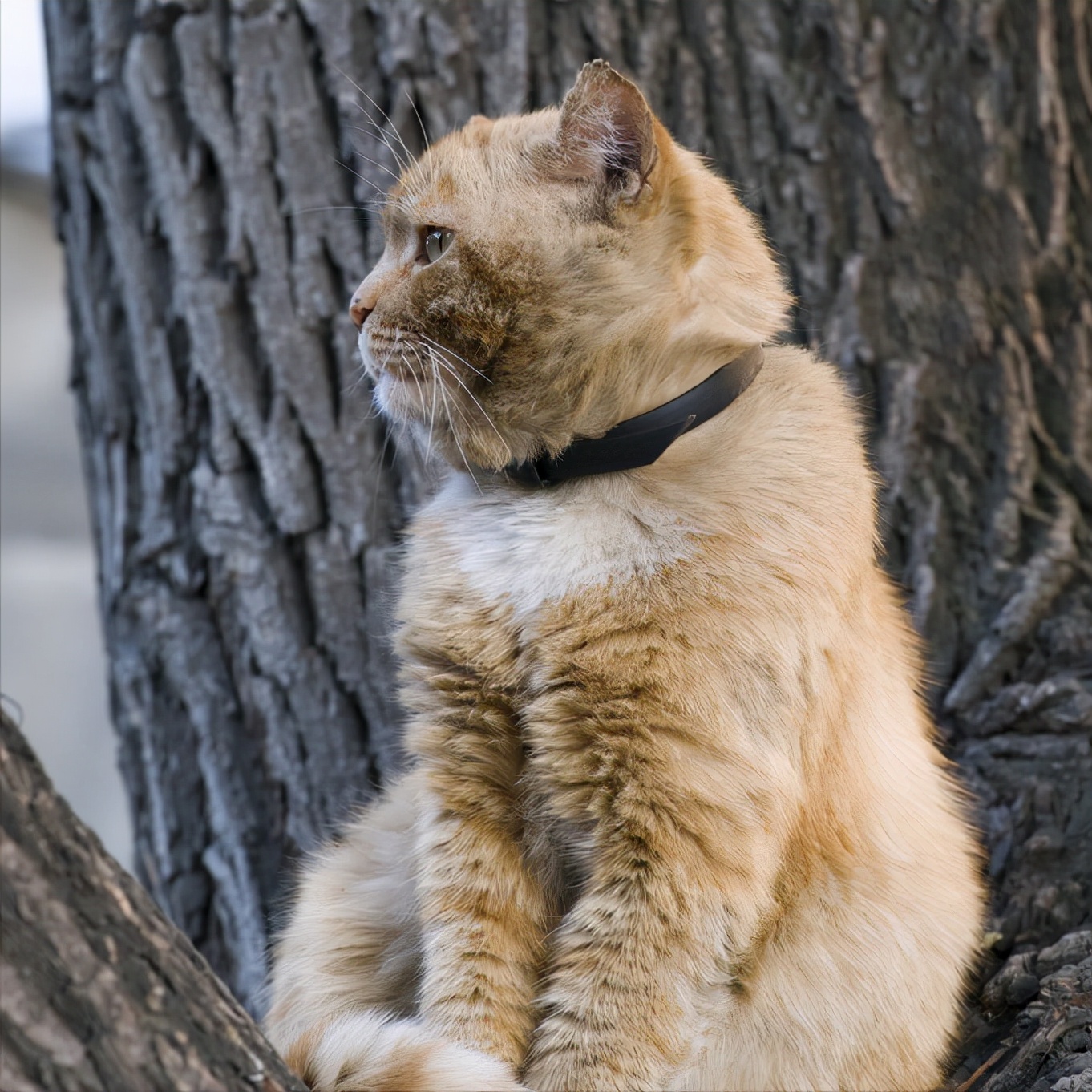 猫咪在“生命尽头”，有这5个特征，希望你家的一个都不要有