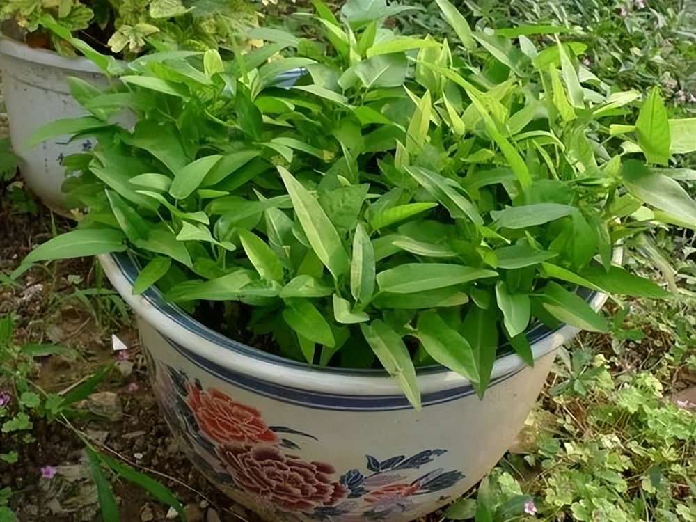 阳台种菜适合种什么菜（4种长青阳台蔬菜种植推荐）