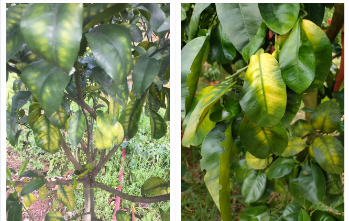 花期补硼，还是补硼锌镁？又或全都补？实验数据告诉你该补啥