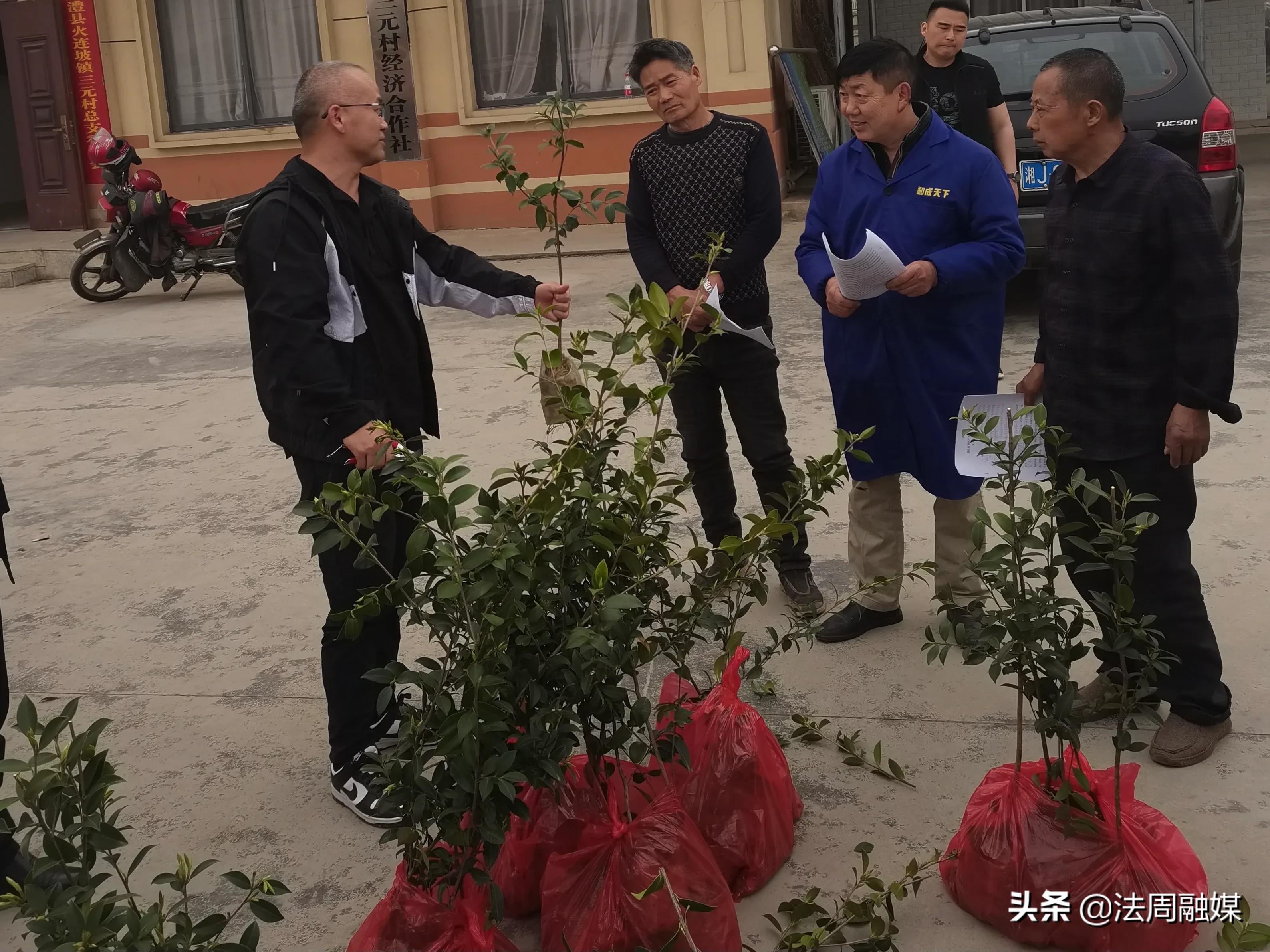 发展油茶产业，助推乡村振兴——澧县林业局举行油茶苗木赠送活动