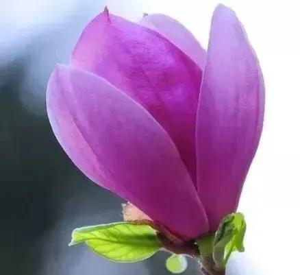 2022高考押题Ⅰ八省联考上品文《青年如扶桑，承受磨砺又何妨？》