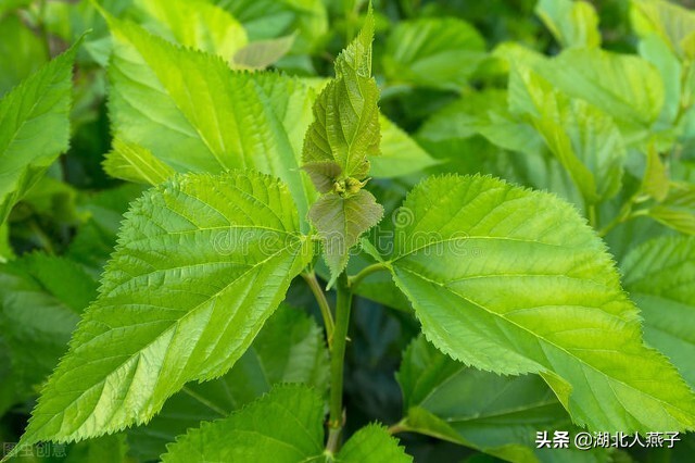 开春十大野菜图片（开春十大野菜图片高清）-第32张图片-科灵网