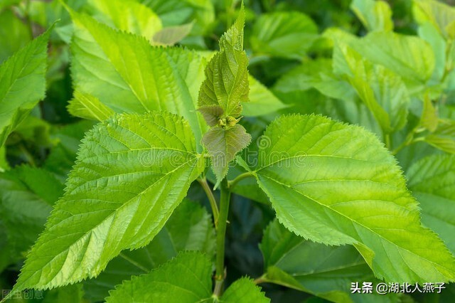 春天挖野菜，送你56种野菜大图片，带你见识不同的野菜和吃法