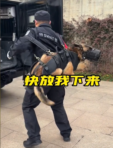 防暴犬图片(巴顿：3条腿逆袭“公务员”，成网红警犬，却被质疑无法胜任工作)