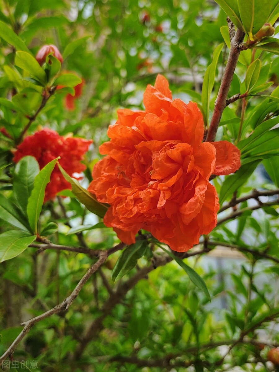 十首榴花诗,热情似火,象征了女子的火热大气,诗仙写得最好?