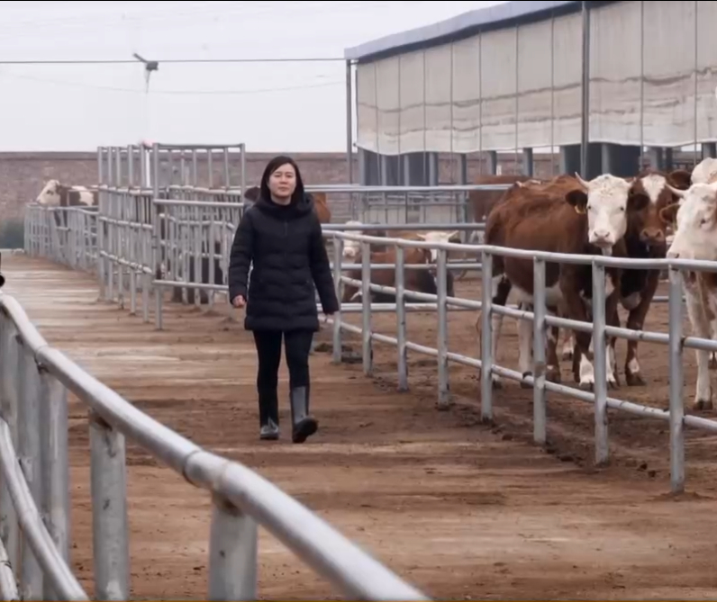 上海一富家女，回农村养牛10年，专养母牛，卖牛粪，年入1.6亿元