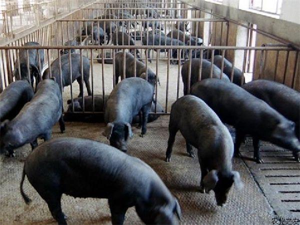 野猪跑进猪圈“搞对象”，男子强拽配种，网友：公野猪保护好自己