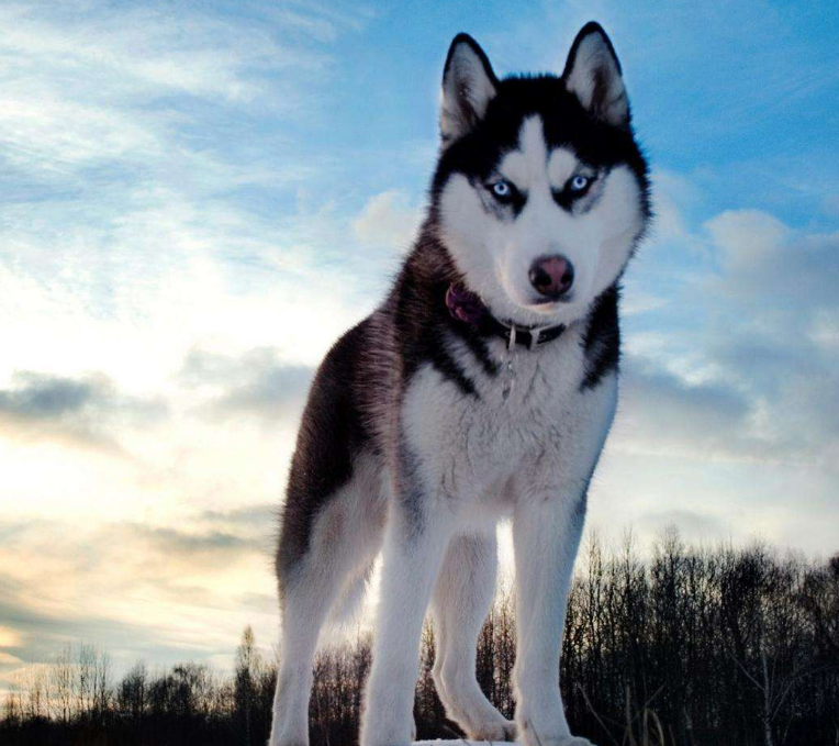 "纯种"哈士奇怎么挑?从这5点入手就好