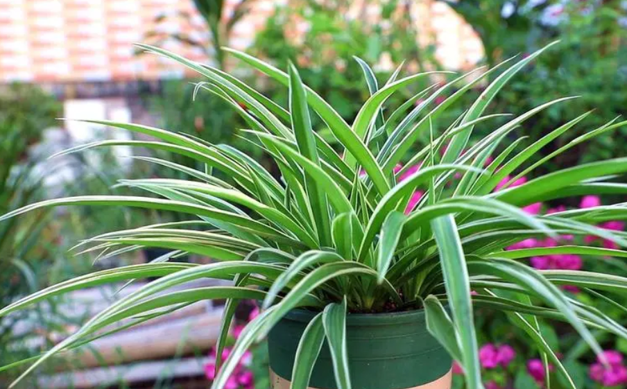 新房除甲醛可以试试以下6种处理方法，一些植物也能起到辅助作用