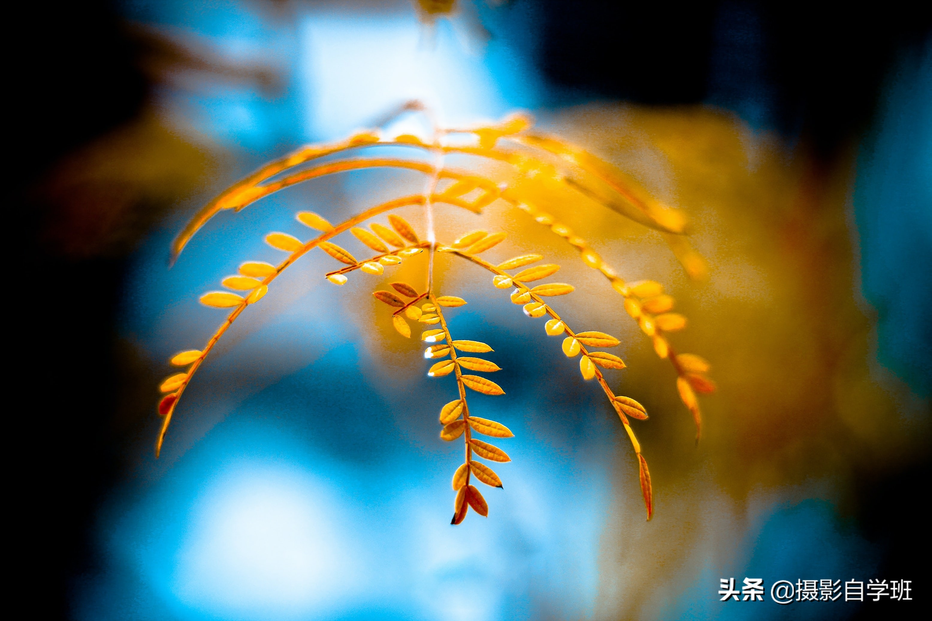 大自然的小細(xì)節(jié)，總會給你驚喜，用這8個攝影技巧拍下它們吧