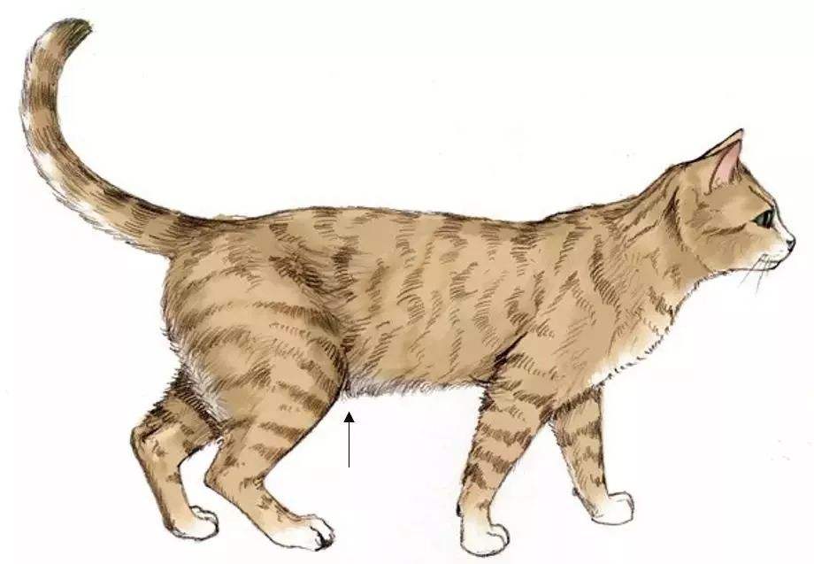 3 理想型腰部的线条也明显变宽,猫身