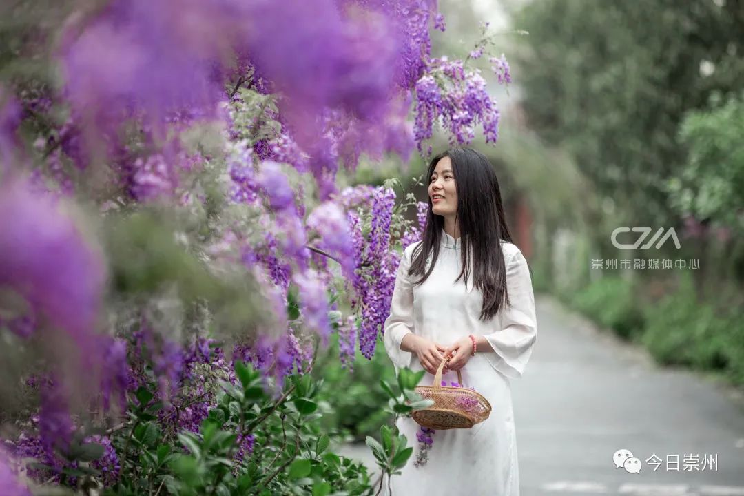 紫藤花开，许你一片梦幻！