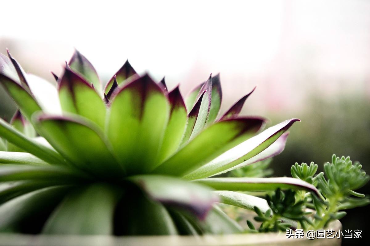 黑叶芋图片（黑叶芋的养护知识及注意事项）