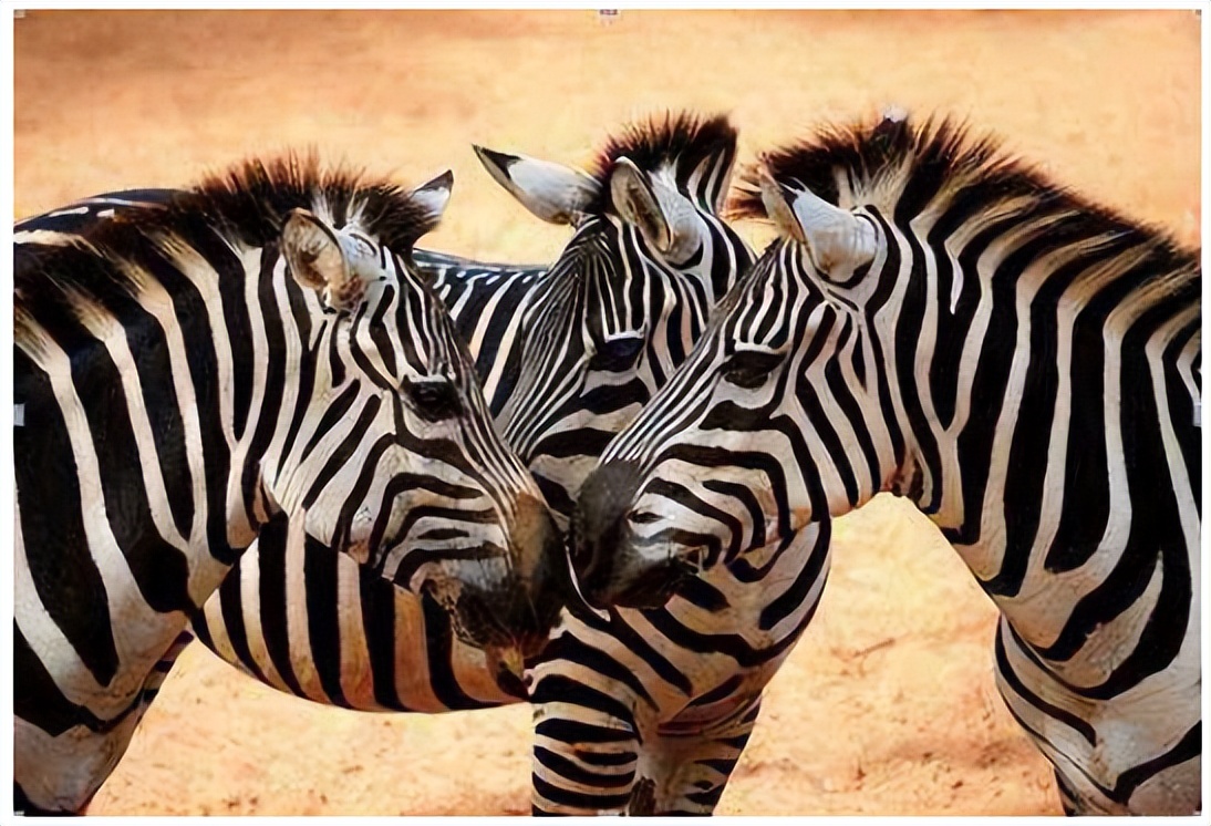 它是鸭子还是兔子？容我再看一眼.....