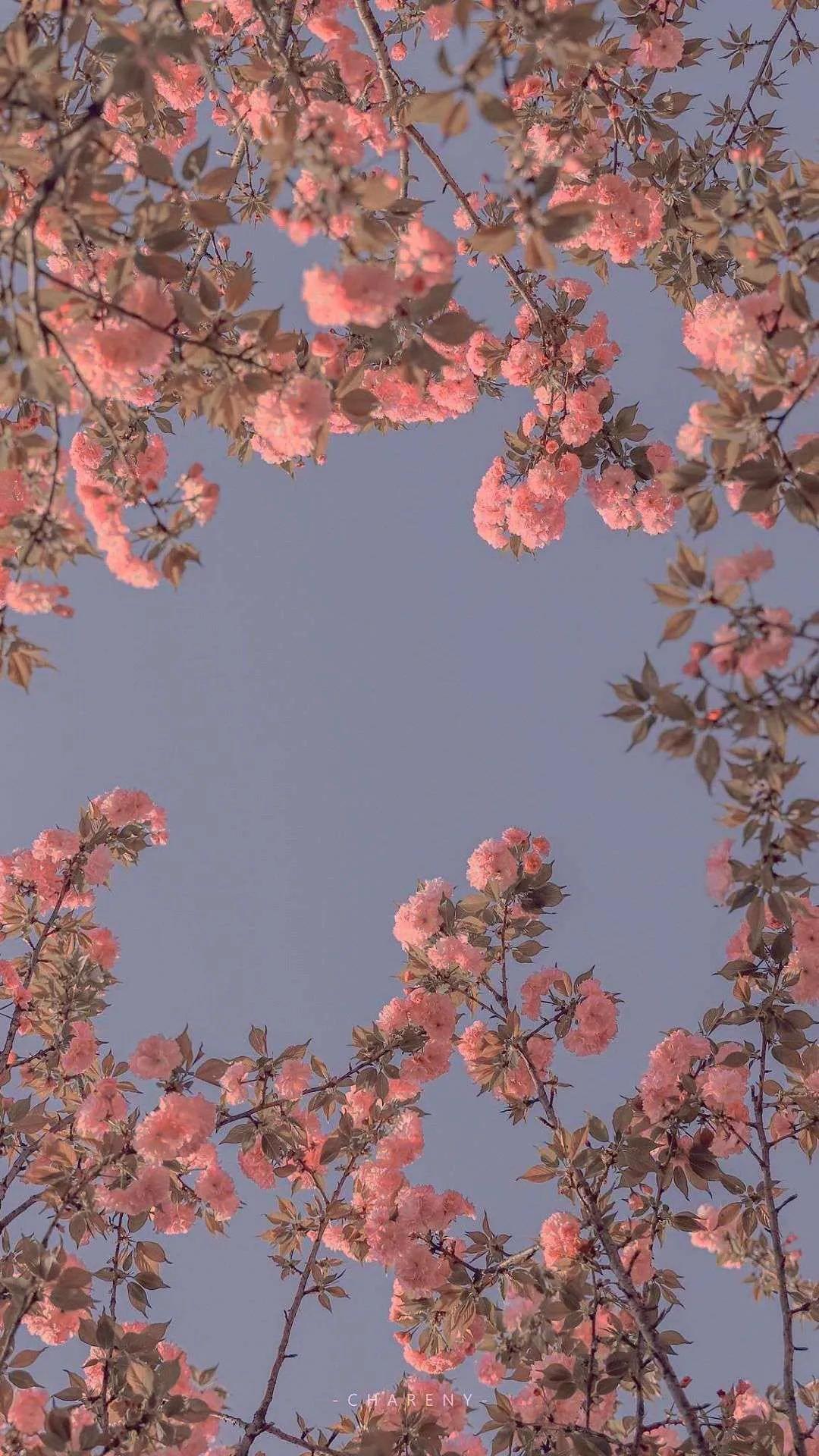 「文案」有期待终会有相见