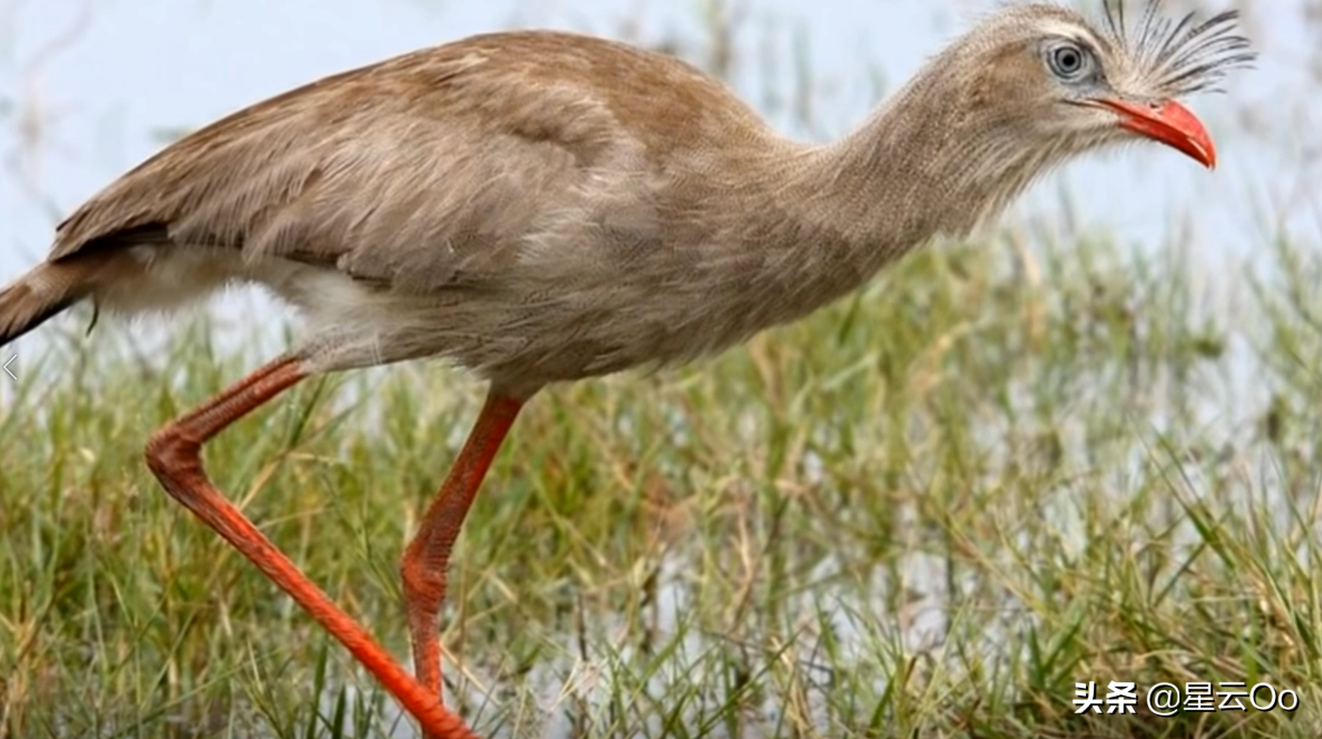 长腿恐鹤属于骇鸟科,站立时身高接近2.
