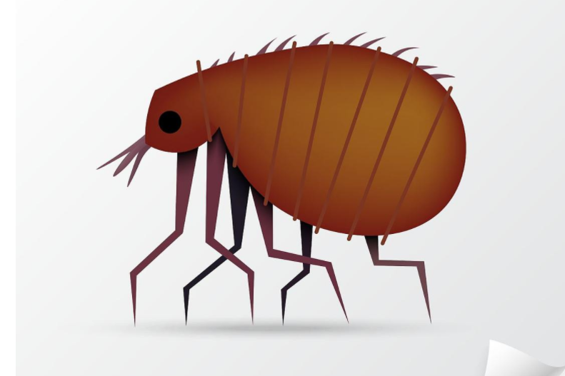 被跳蚤咬了怎么办（跳蚤叮咬后如何处理，跳蚤怎么消灭干净）-趣拿体育