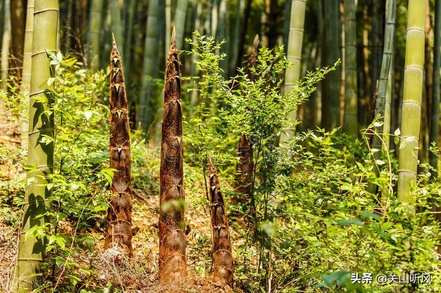 竹子,比如,楠竹,也叫毛竹,朱高達20多米;有竹竿適中的竹子,比如,金竹