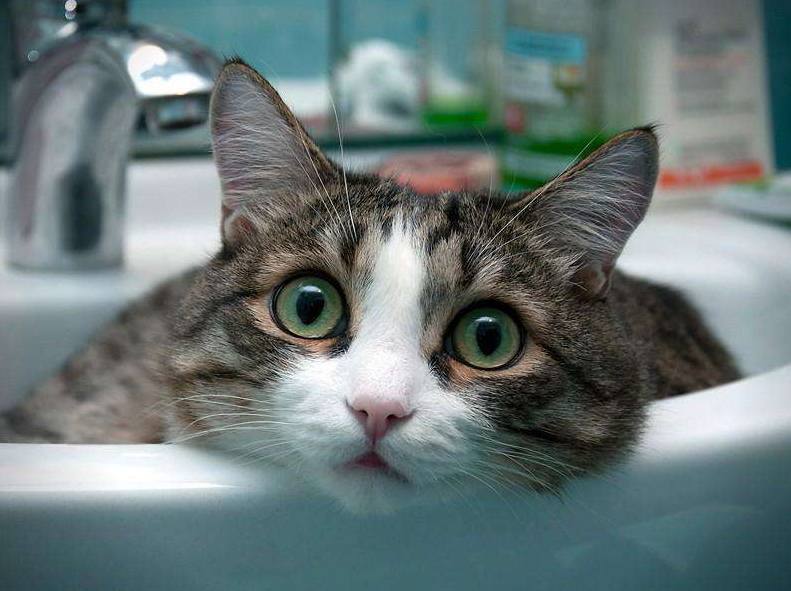 猫咪半夜喵叫，可能有这些原因