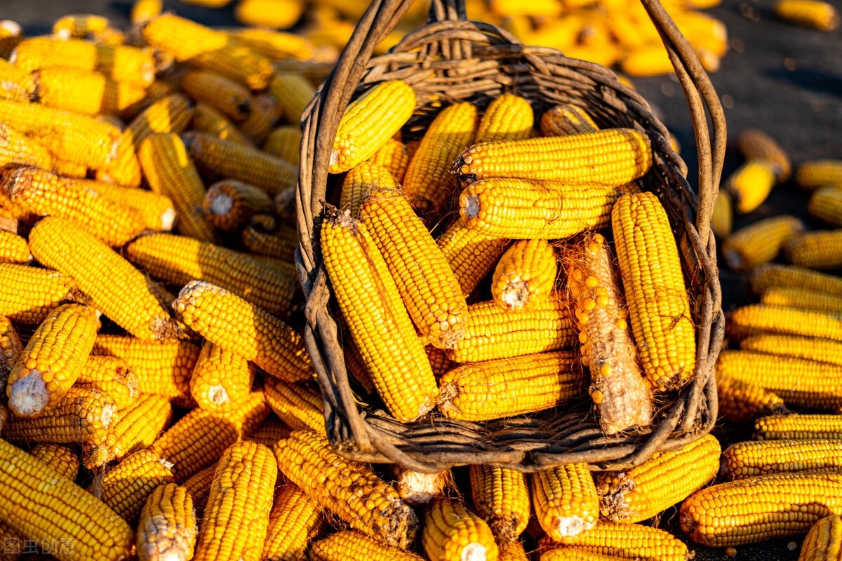 12月31日国内各地玉米价格发布