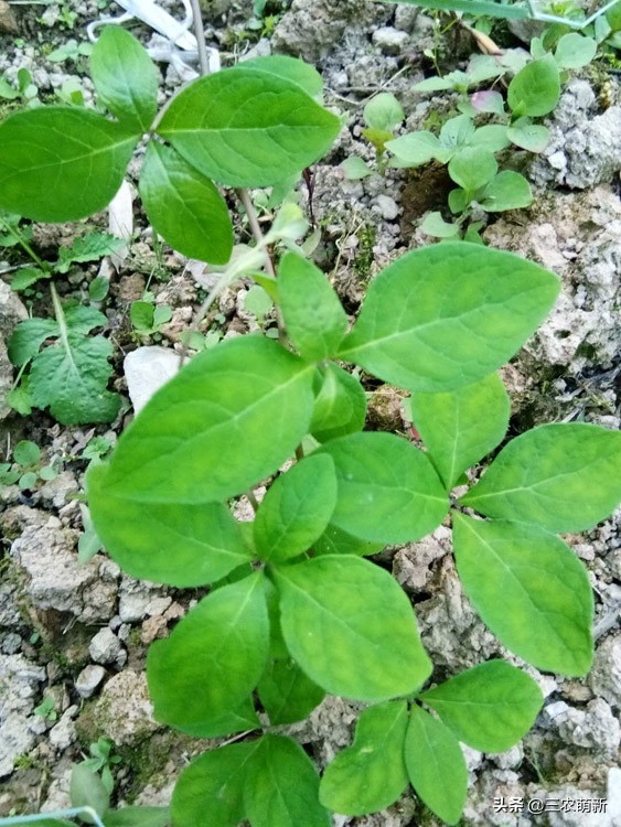 非那根的功效与作用(根部长得像人参) - 行就行