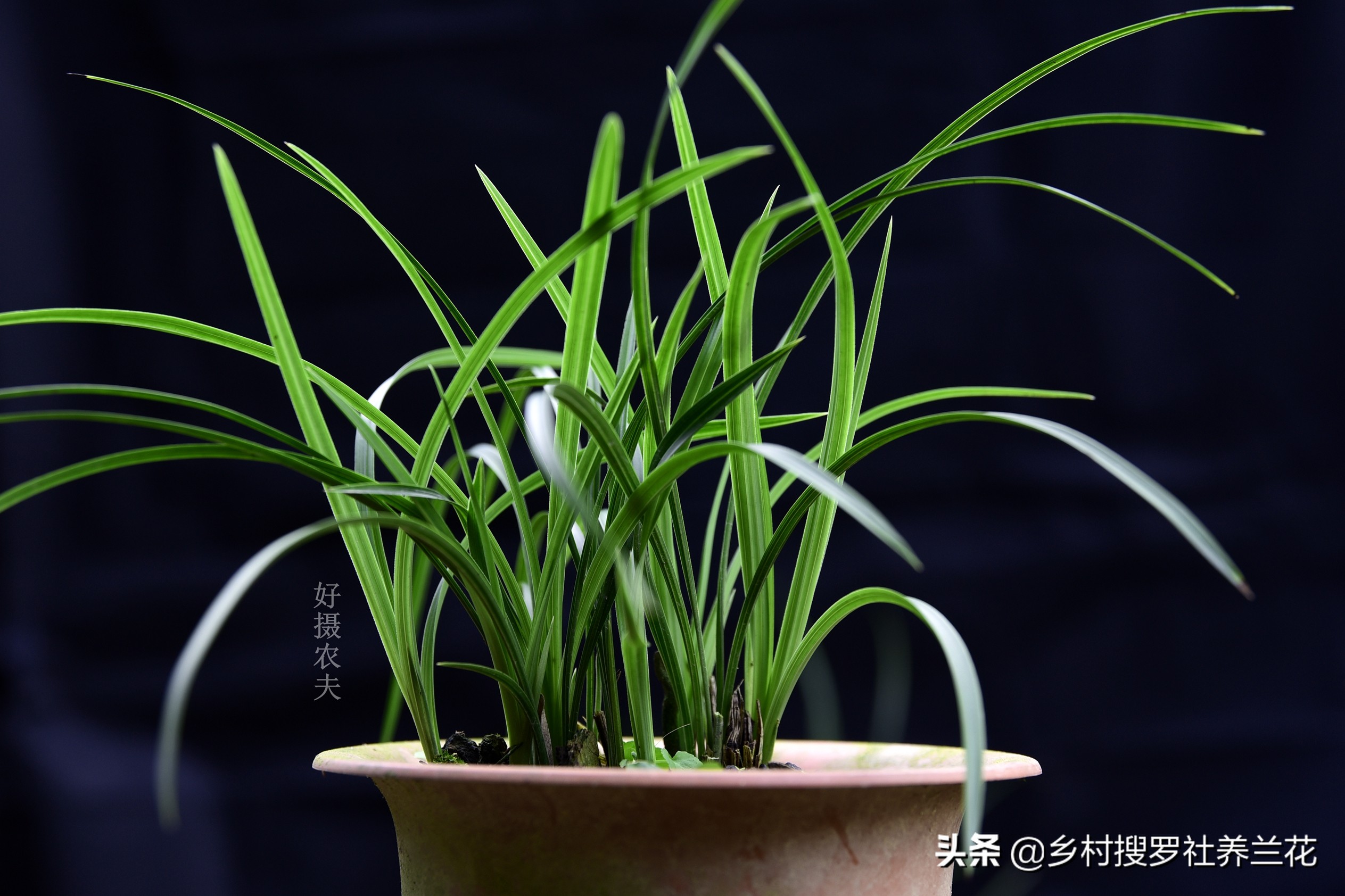 兰花种植技巧就这4条,新手一样能做到,花10分钟少走10年弯路