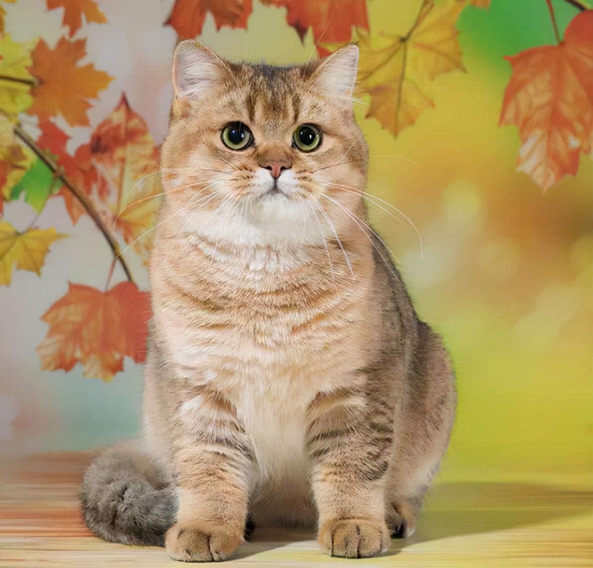 金渐层猫如何鉴定品相?