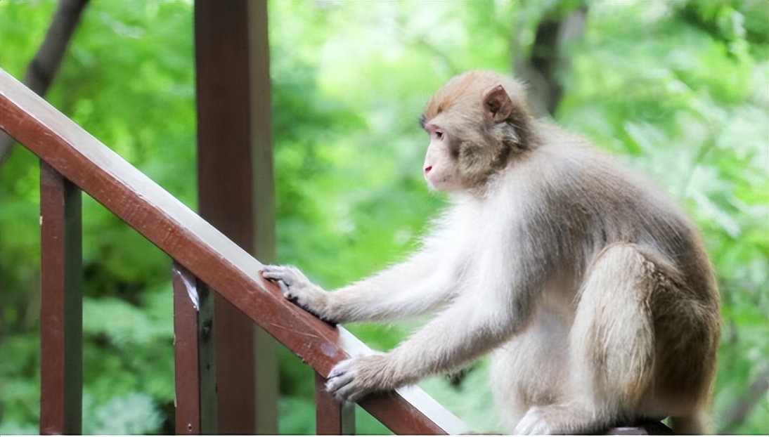 世界杯预言猴(新冠未去，猴痘又来，到底有多危险？6个问题带你全面了解)