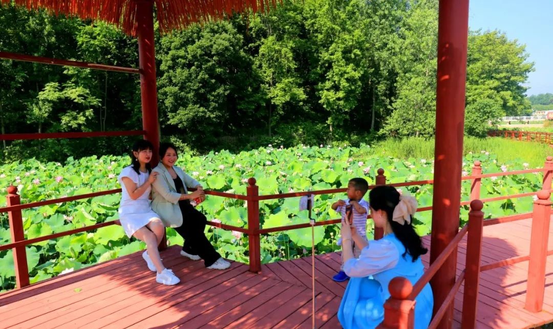 光山县：荷花悄然绽放 迎来最美夏季