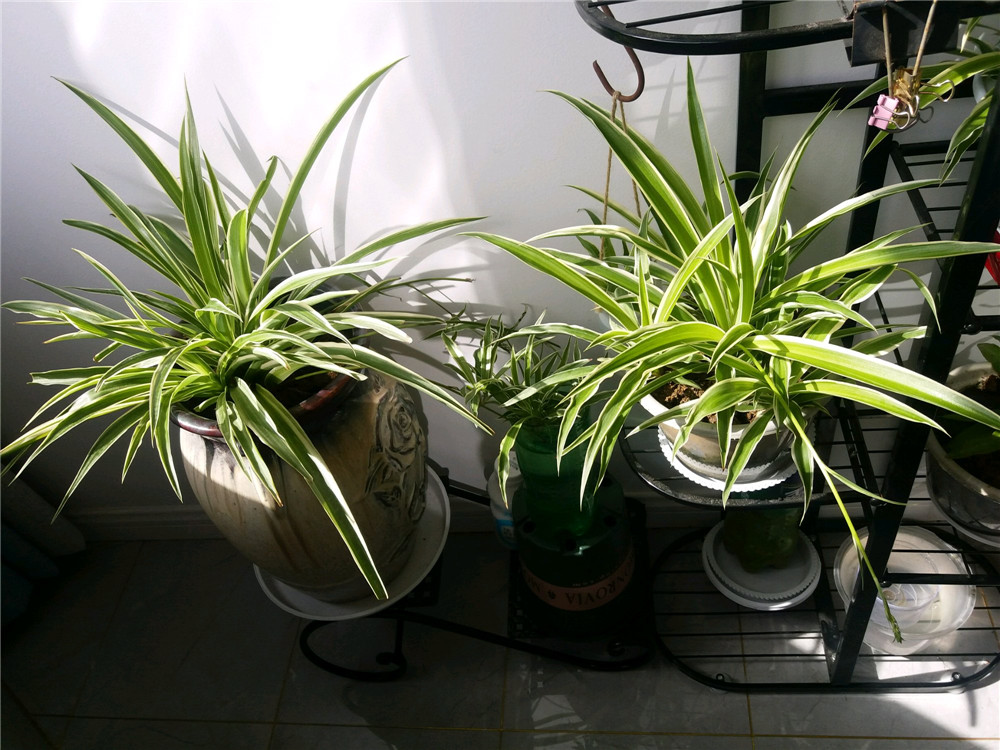 室内适合养殖的花卉植物（这7种绿植空气净化小能手）