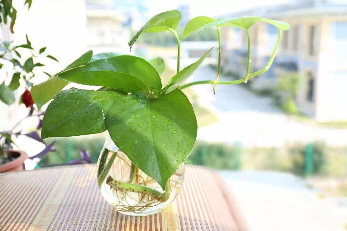 新家装修，这种绿植遇水就活，十分便宜，不用精心照料