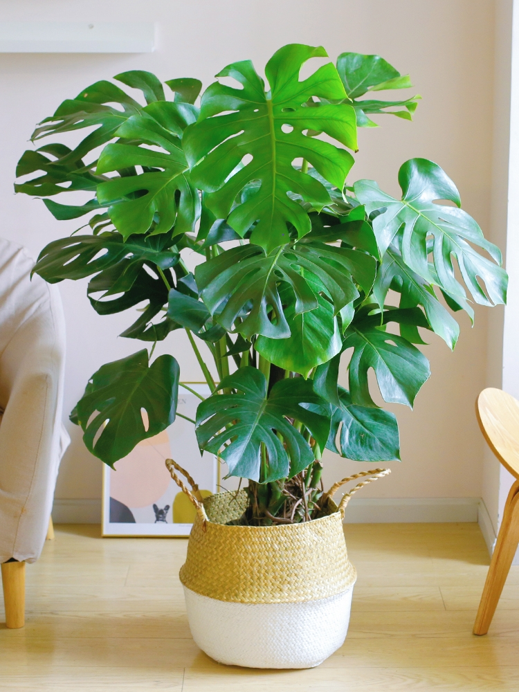 7种“大型花”，又美又高贵，客厅一放，吸光废气，人旺家旺