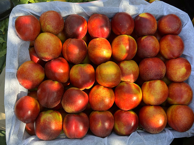 新疆兵团四师六十一团万亩油桃成熟了