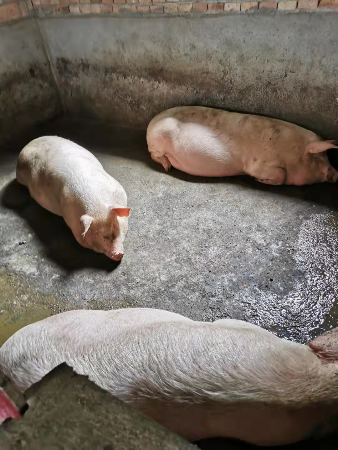 湖南新化农村，屠夫卖一头熟食猪肉能赚多少钱？算完想去做屠夫了