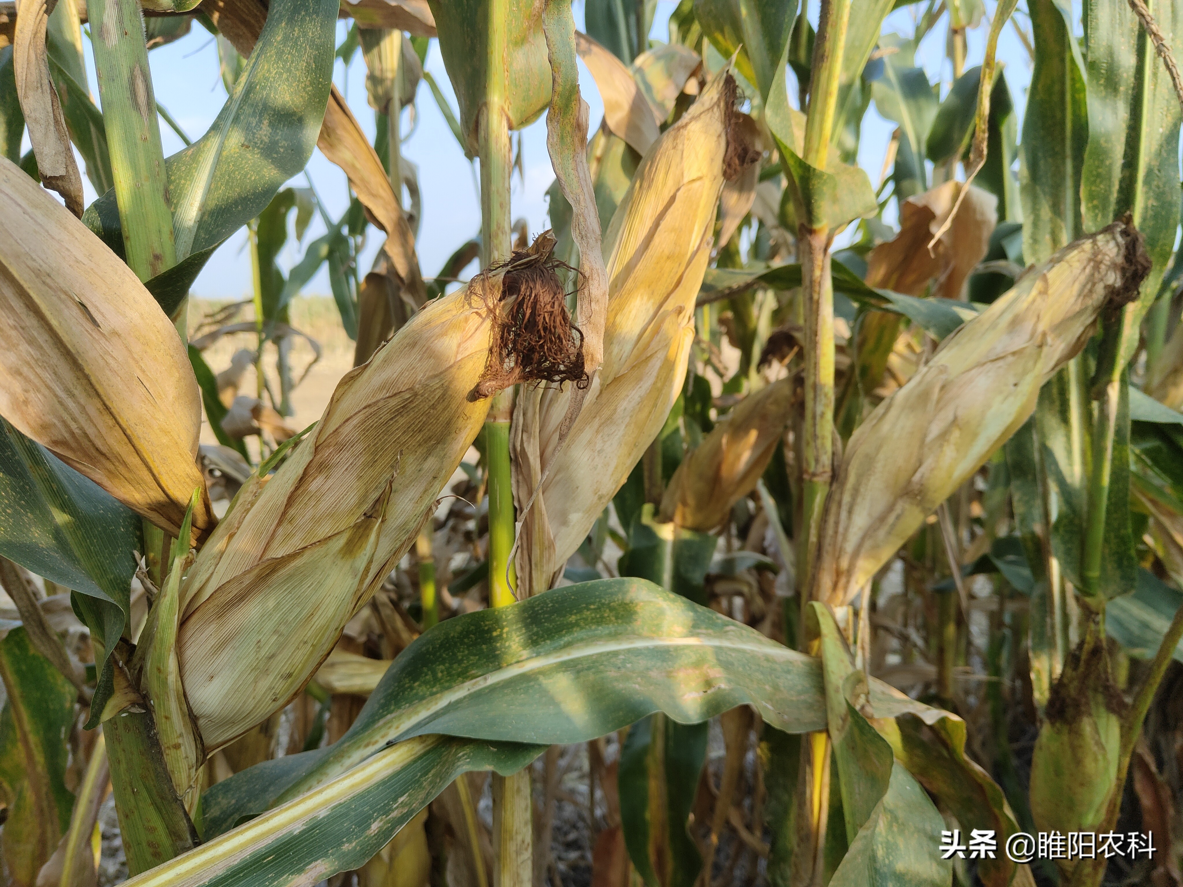 玉米畝產(chǎn)量,玉米畝產(chǎn)量一般多少斤