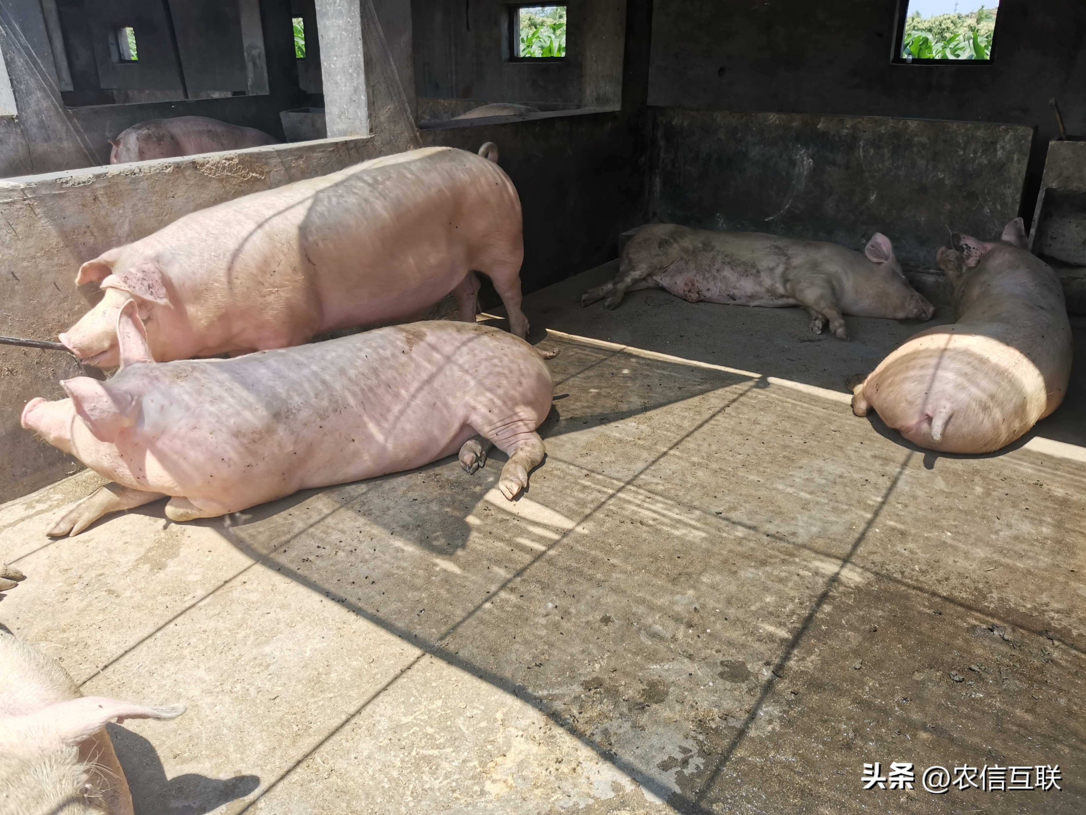 今日猪价行情｜猪价超预期上涨，多地涨破12元