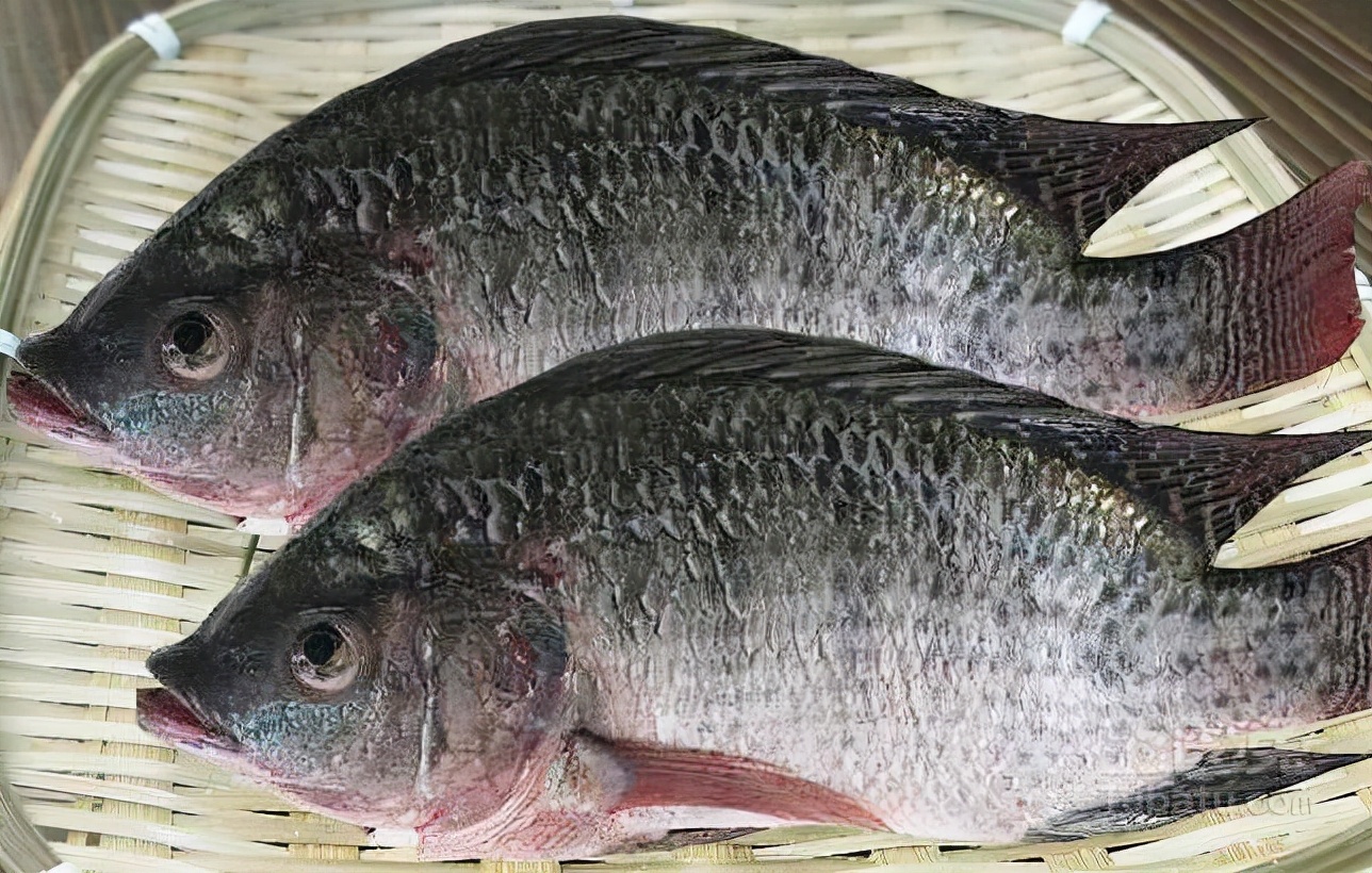 羅非魚圖片,羅非魚圖片大全