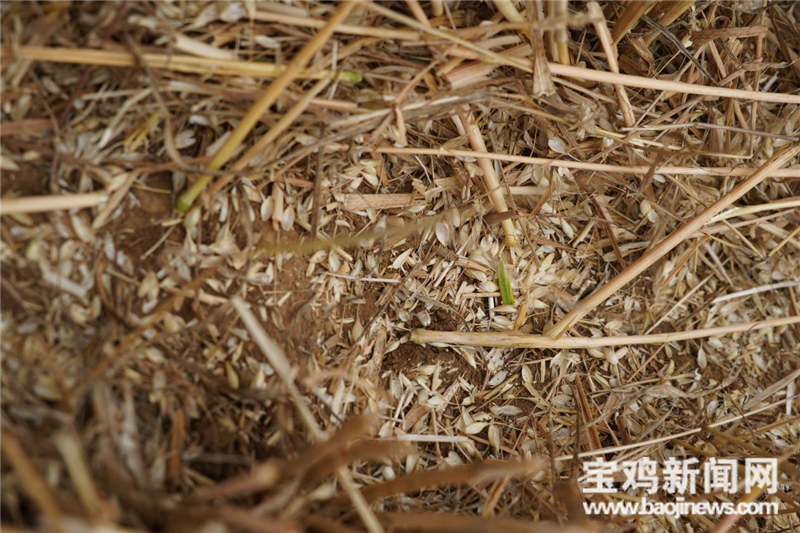 「寶雞三夏進行時」一位農(nóng)機手的糧食安全觀