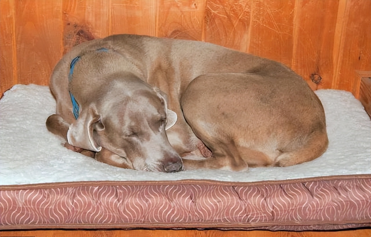 狗狗1岁=人7岁？那你大错特错了，附上最新的年龄换算表