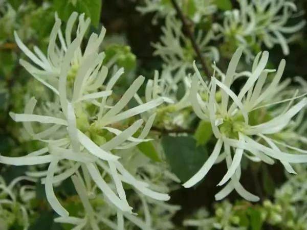 春天的野花有哪些（农村可以吃的3种野花）